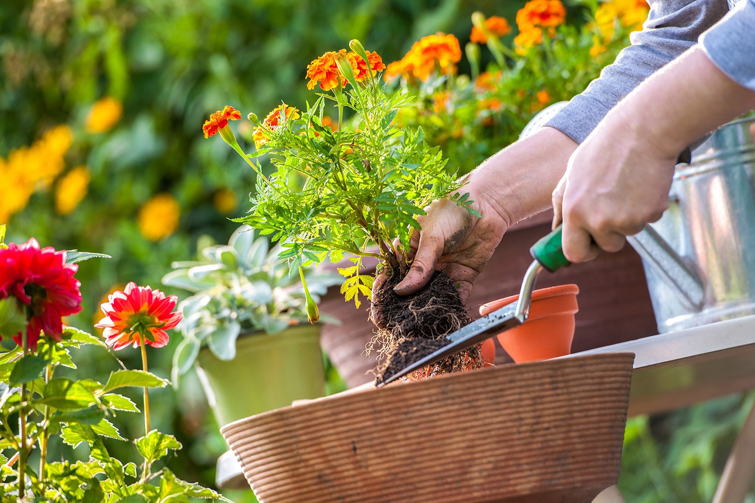 Peter Donegan to Host RHSI Gardening Show Talks Stage This Summer